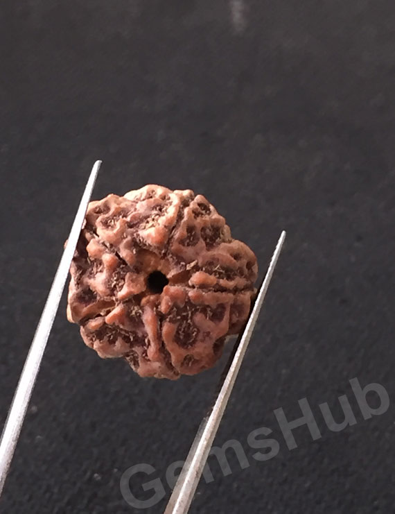 5 Mukhi Certified Nepali Rudraksha